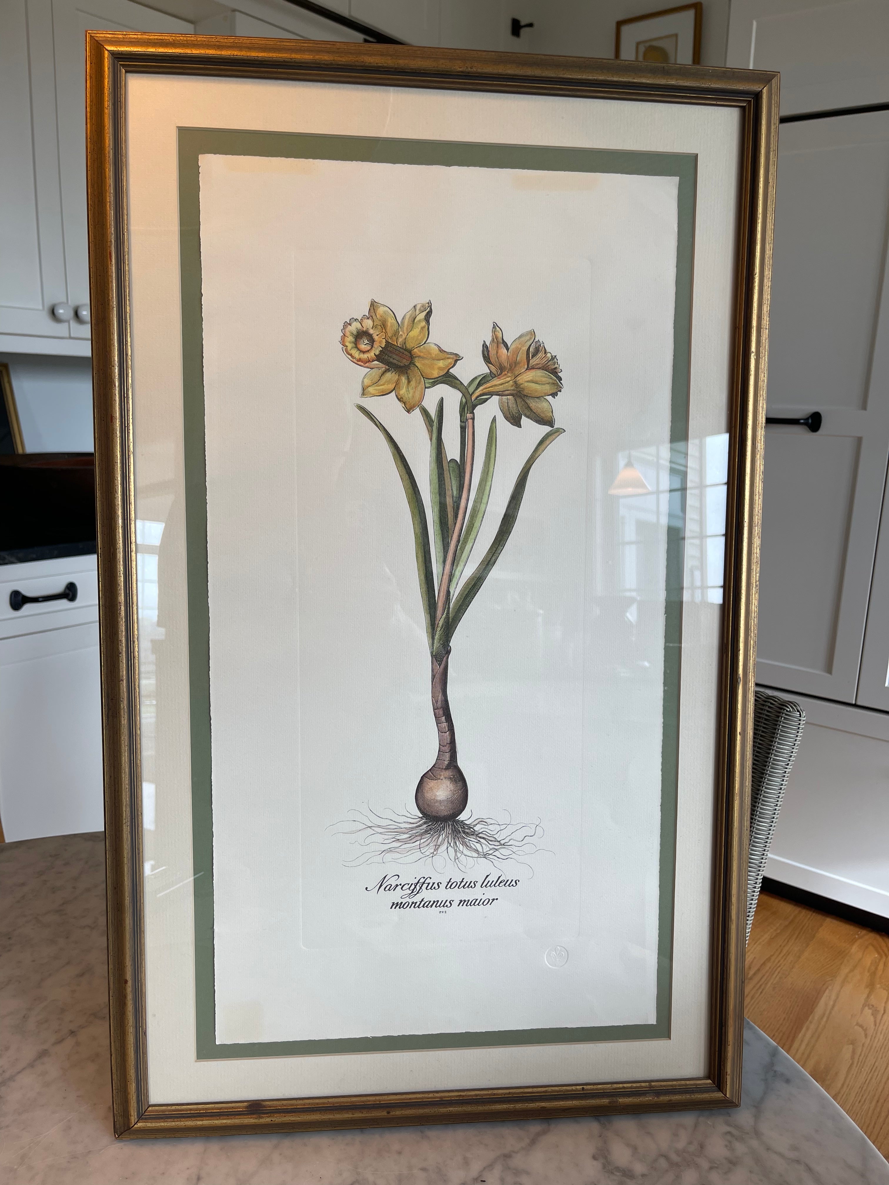 Vintage Botanical Prints Iris & Daffodil Pair