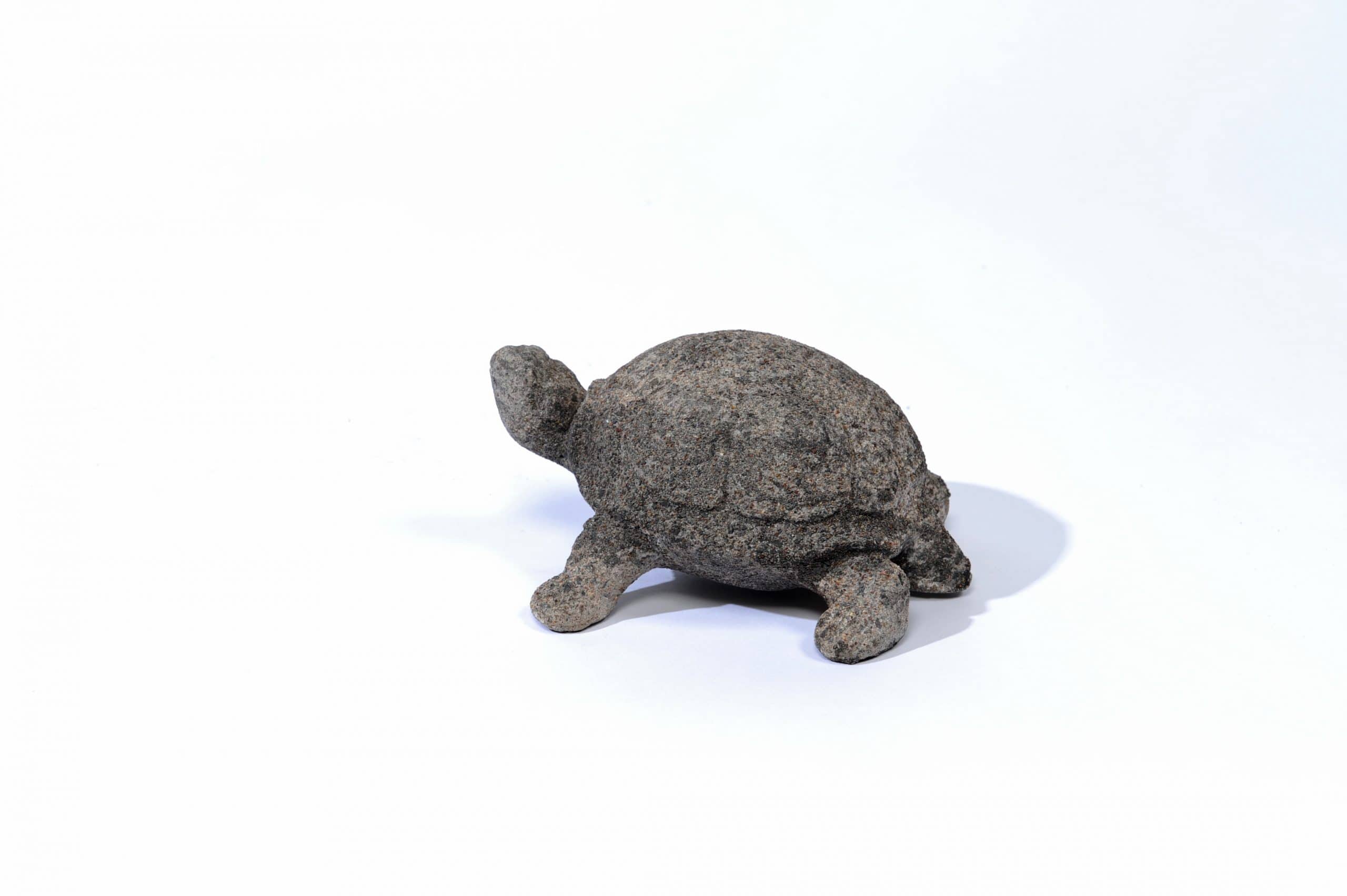 Small Aged Turtle