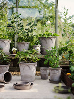Load image into Gallery viewer, #21 Elizabeth &quot;The Everyday Queen&quot;  Gray BERGS POTTERY Made in Italy
