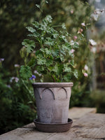 Load image into Gallery viewer, #21 Elizabeth &quot;The Everyday Queen&quot;  Gray BERGS POTTERY Made in Italy
