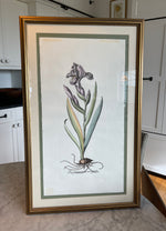 Load image into Gallery viewer, Vintage Botanical Prints Iris &amp; Daffodil Pair
