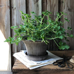 Load image into Gallery viewer, DAISY POT RAW Grey 30 cm 6.1 x 11.8 x 10.2"
