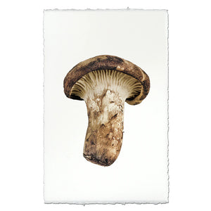 Golden Chanterelle Photographic Print - Printed in USA