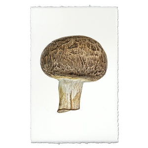 Cremini Mushroom Photographic Print - Printed in the USA