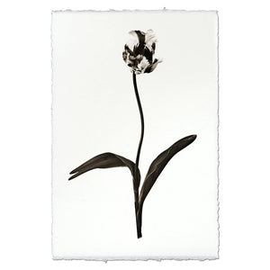 Tulip Photographic Print - Printed in the USA