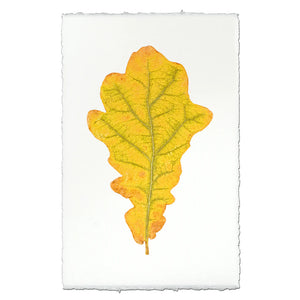 Oak Leaf Photographic Print - Printed in the USA