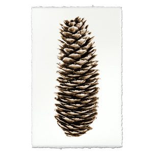 Norway Spruce Pinecone Photographic Print - Printed in the USA