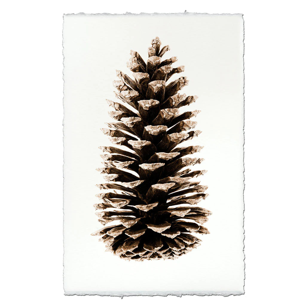 Loblolly Pinecone Photographic Print - Printed in the USA