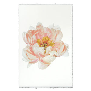 Soft Pink Peony Photographic Print - Printed in the USA
