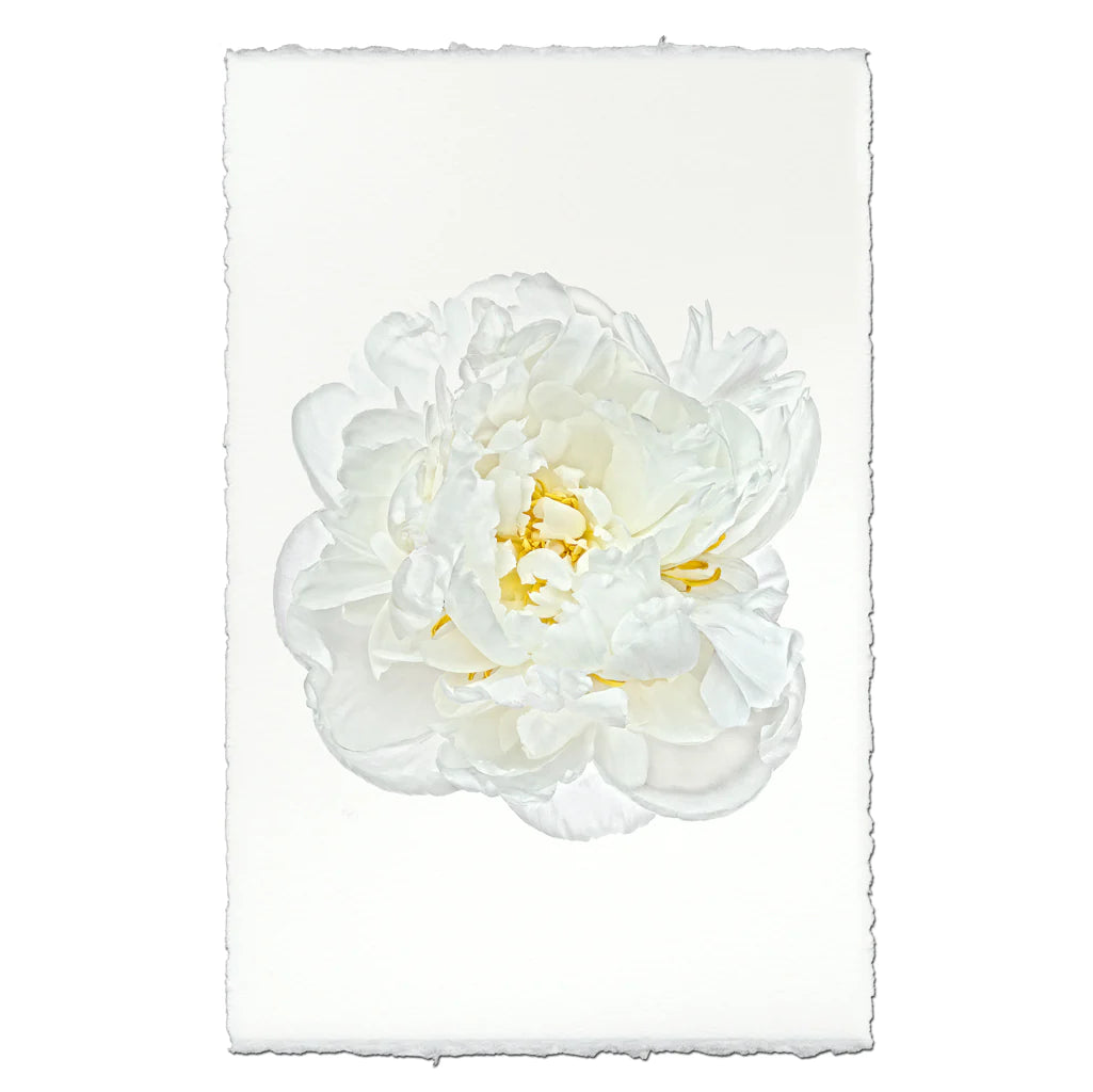 White Peony Photographic Print - Printed in the USA