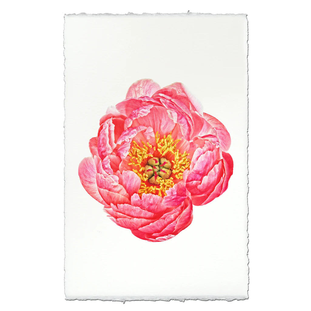 Pink Peony Photographic Print - Printed in the USA