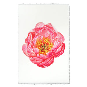 Pink Peony Photographic Print - Printed in the USA