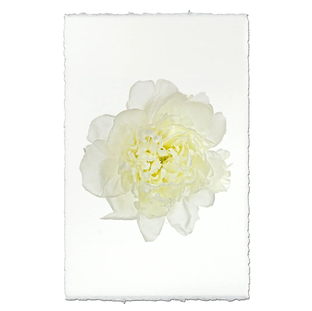 Yellow Peony Photographic Print - Printed in the USA