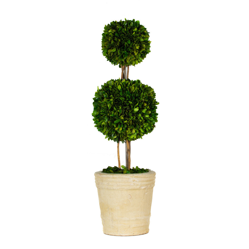 PRESERVED BOXWOOD TOPIARY - DOUBLE BALL - 30 INCH