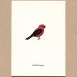Load image into Gallery viewer, 6 cards of favorite birds, part 2 Made in the USA
