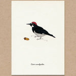 Load image into Gallery viewer, 6 cards of favorite birds, part 2 Made in the USA
