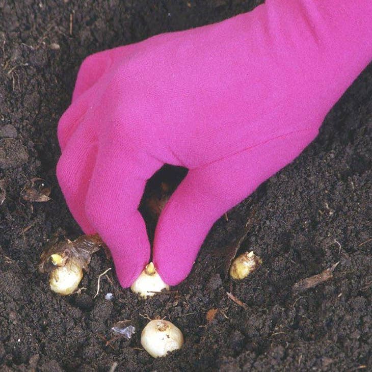 foxglove gardening gloves Foxglove Gardening Gloves- Original Medium -Fuchsia – The Little Marketplace