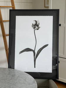 20 x 30” Tulip Photography on English Watercolor in Black on Black Shadowbox