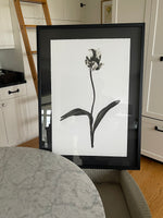 Load image into Gallery viewer, 20 x 30” Tulip Photography on English Watercolor in Black on Black Shadowbox

