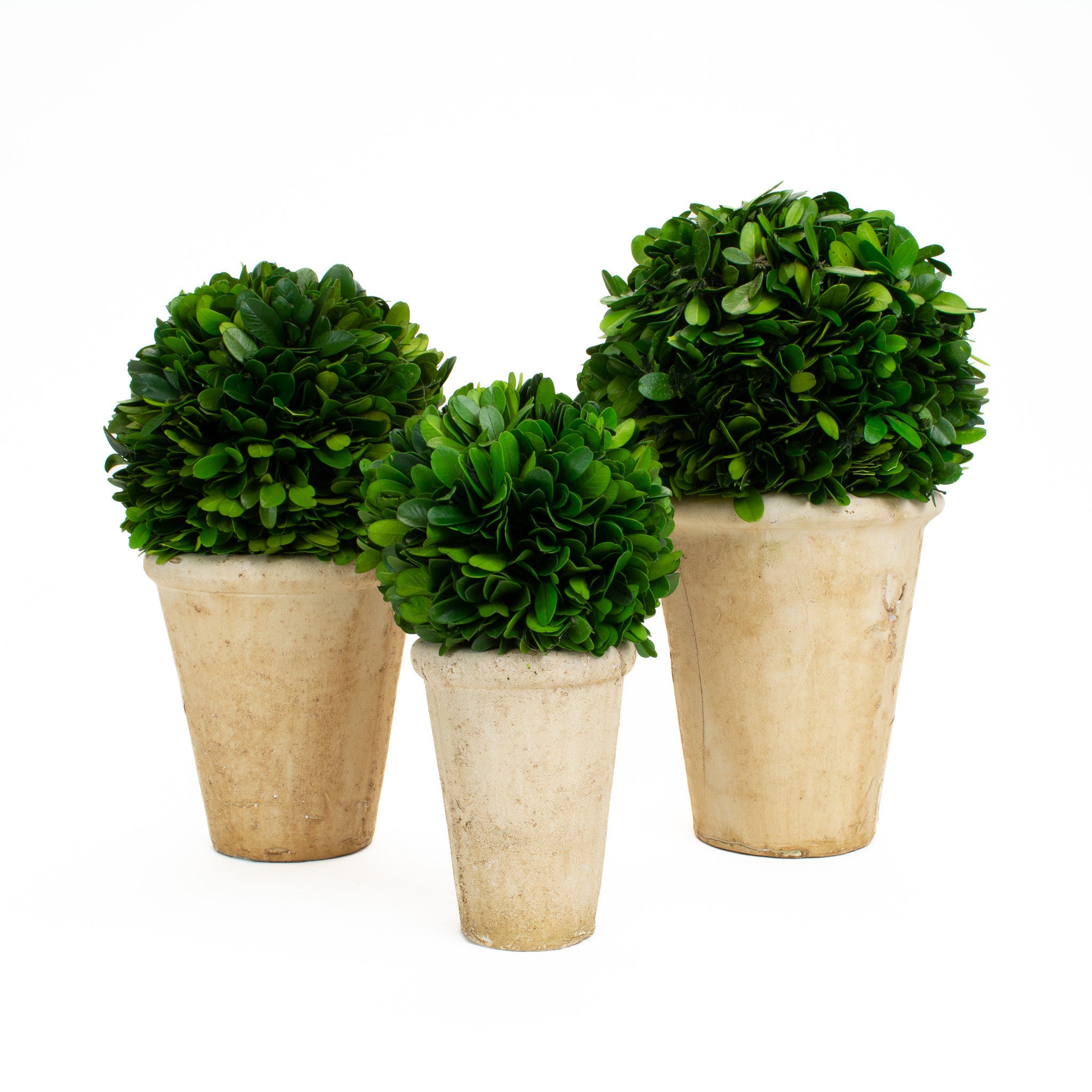 Preserved boxwood ball in Pot 7.25"