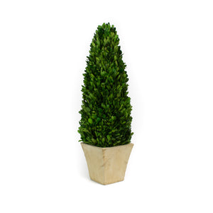 Preserved Boxwood Cone Square Pot Topiary 6" x 24"