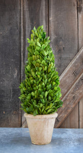 Preserved Boxwood Topiary Cone 16"