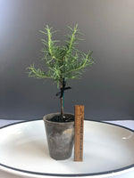Load image into Gallery viewer, Petite Rosemary Topiary in 4” Clay Pot
