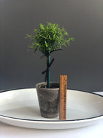 Load image into Gallery viewer, Petite Myrtle Topiary in 4” Grey Pot
