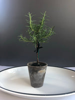 Load image into Gallery viewer, Petite Rosemary Topiary in 4” Clay Pot
