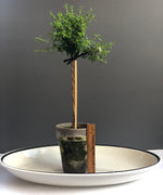 Load image into Gallery viewer, Myrtle Topiary Single Ball 5&quot; Grey Clay Pot
