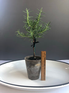 Petite Rosemary Topiary in 4” Clay Pot
