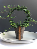 Load image into Gallery viewer, Ivy Ring Topiary in 5” grey clay pot, 8” ring

