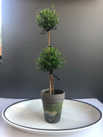 Load image into Gallery viewer, Triple Myrtle Topiary in 5” Grey Clay Pot

