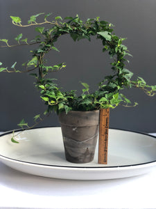 Ivy Ring Topiary in 5” grey clay pot, 8” ring