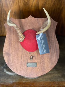 Vintage Mounted Deer Antlers 1979