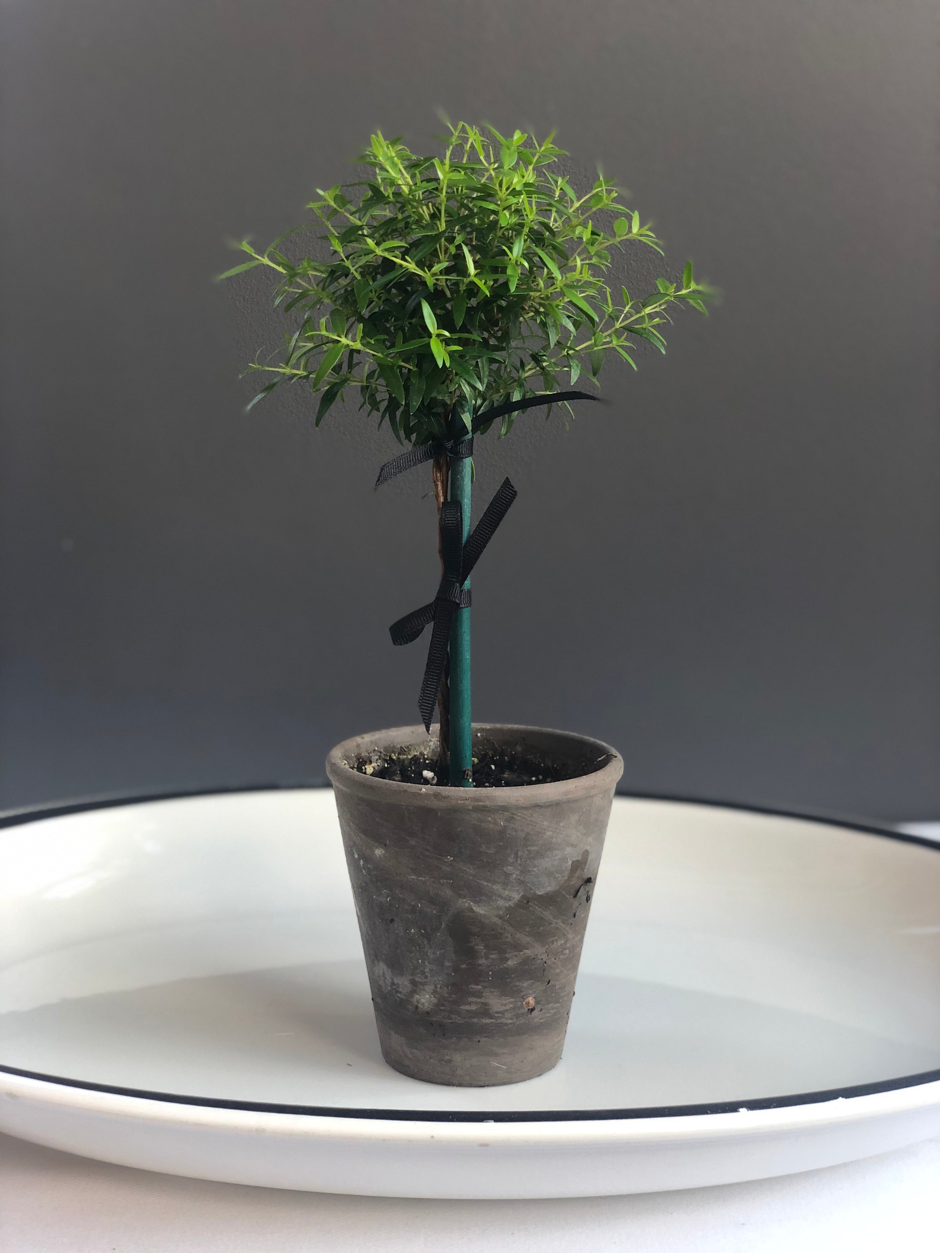 Petite Myrtle Topiary in 4” Grey Pot