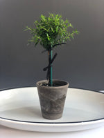 Load image into Gallery viewer, Petite Myrtle Topiary in 4” Grey Pot
