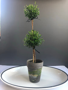 Double Myrtle Topiary 5” grey pot