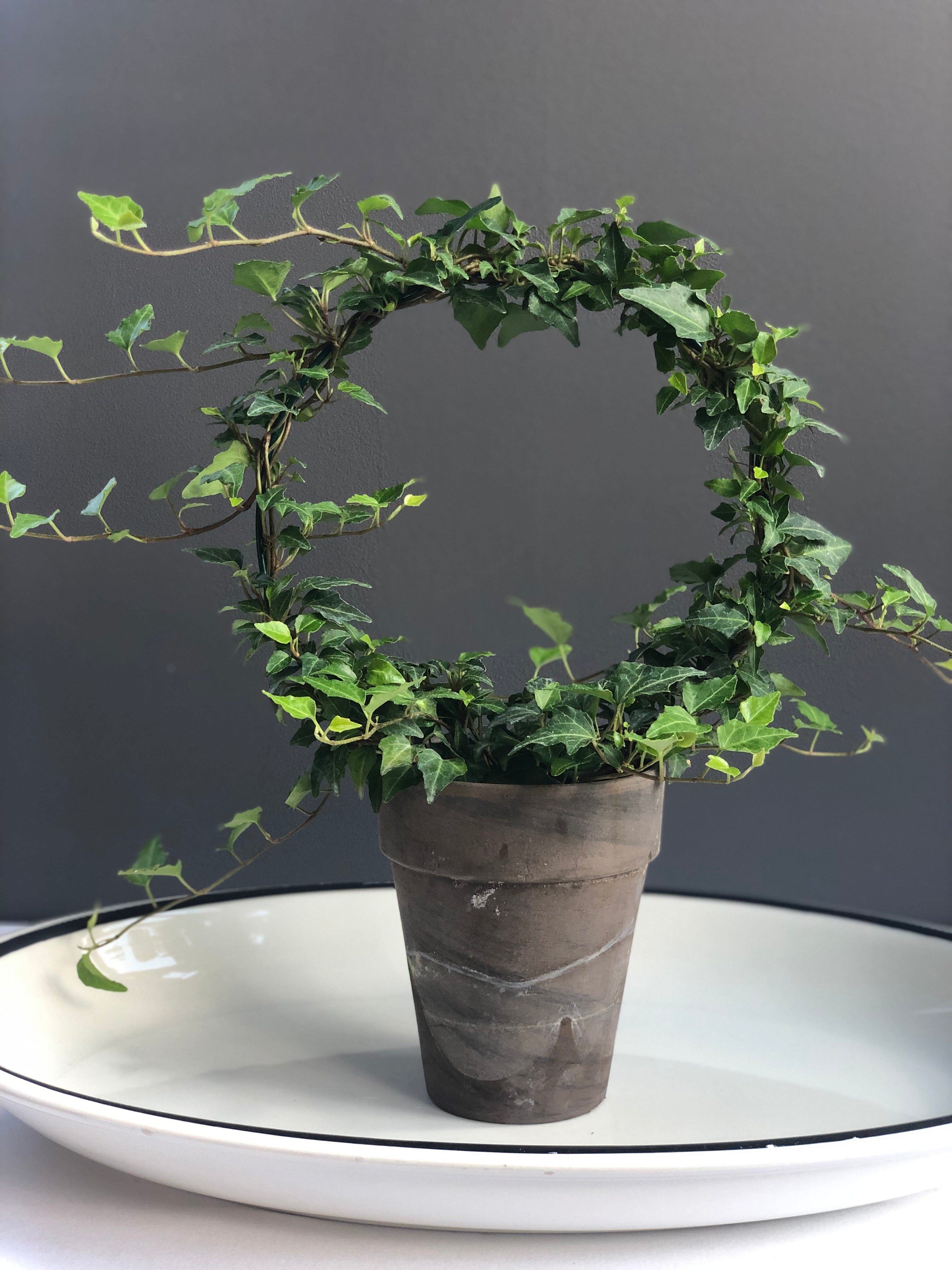 Ivy Ring Topiary in 5” grey clay pot, 8” ring