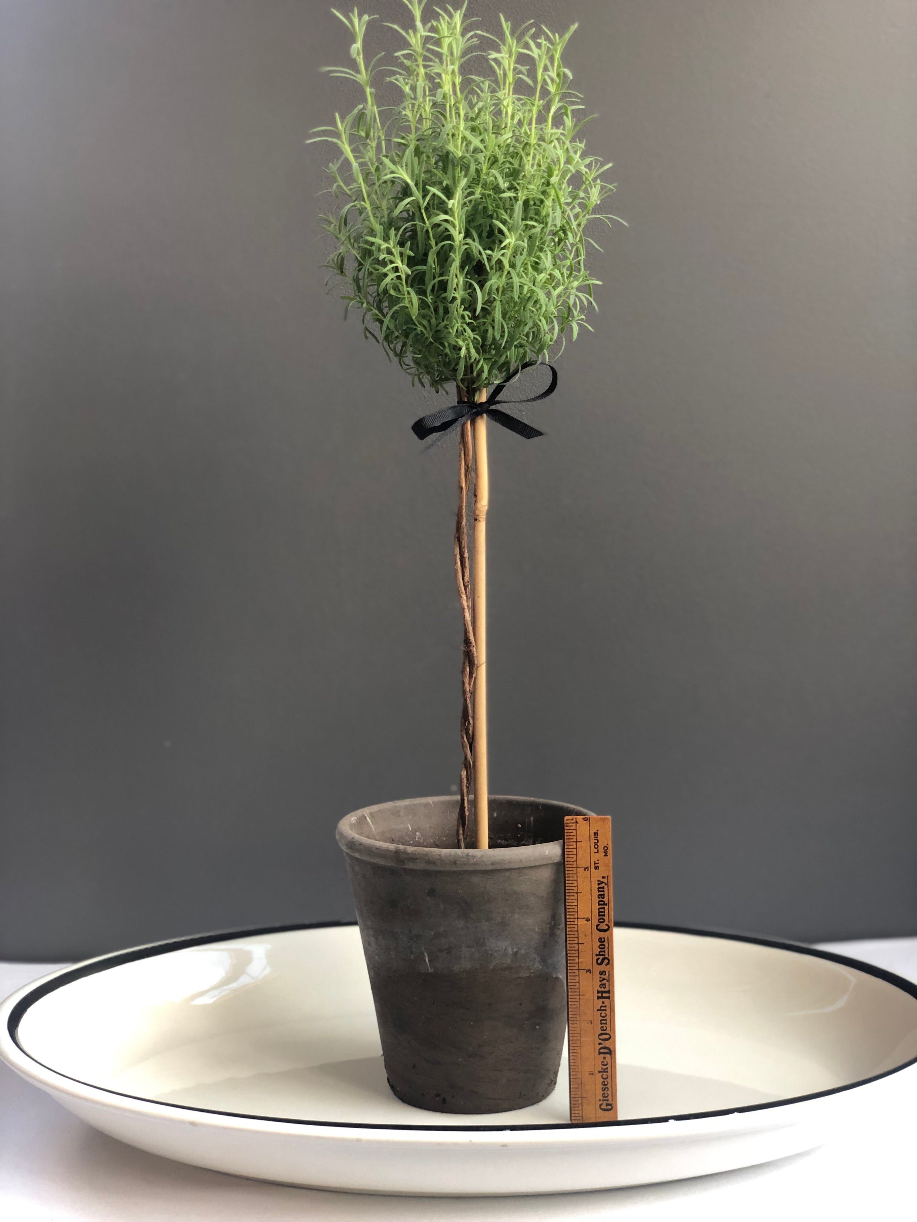 Lavender Topiary in 5.5” grey pot