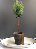 Load image into Gallery viewer, Lavender Topiary in 5.5” grey pot
